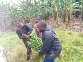 Project leader and the stuff loading matooke