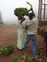 Amemeber being assisted to take home the matooke