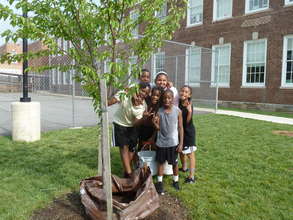 Noyes shows off one of the new trees