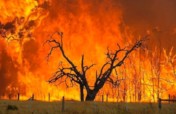 Australia Bushfire Relief: Nappies for Children