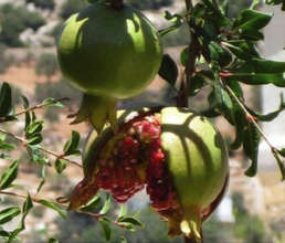 Pomegranate orchard