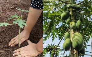 Papaya seedling to tree: 1 year later