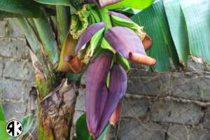 Baby bananas