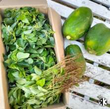 Fresh- produce from RKF's Garden!