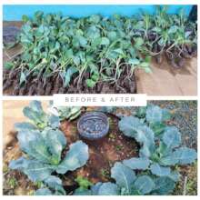 Sukuma Wiki (Kales)