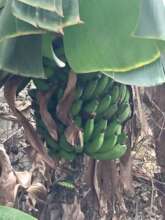 An update on the bananas from our last report!