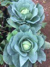 Happy Cabbages!