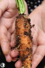 First Carrot Harvest