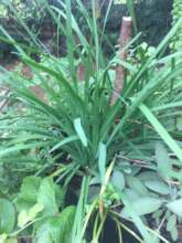 Chives and Sage