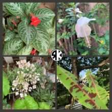 Garden Blooms