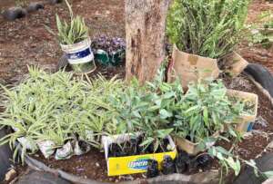 Collection of our seedlings