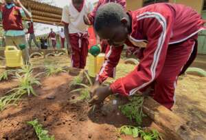Planting and Watering