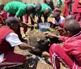 Leaf-ing none behind - mboga bag in process