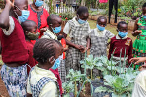 Learning about the Mboga Bags