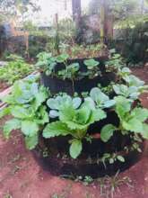 New Conical Garden