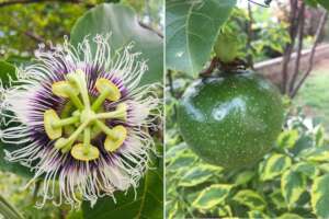 Passion flower and fruit
