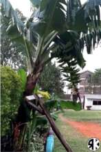 Bananas at Elimu de Ark!