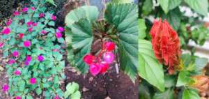 Blooms from the RKF Garden