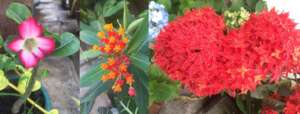 More blooms from the RKF Garden