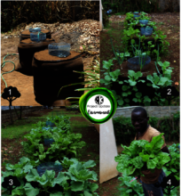 The Progress of a Mboga Bag