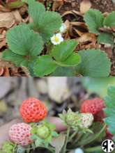 We have some strawberries :)