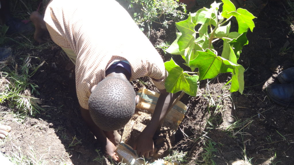 Climate Action in Education: Planting 10,000 Trees