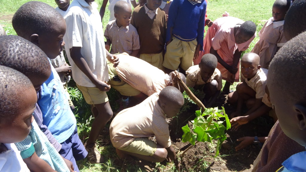 Climate Action in Education: Planting 10,000 Trees