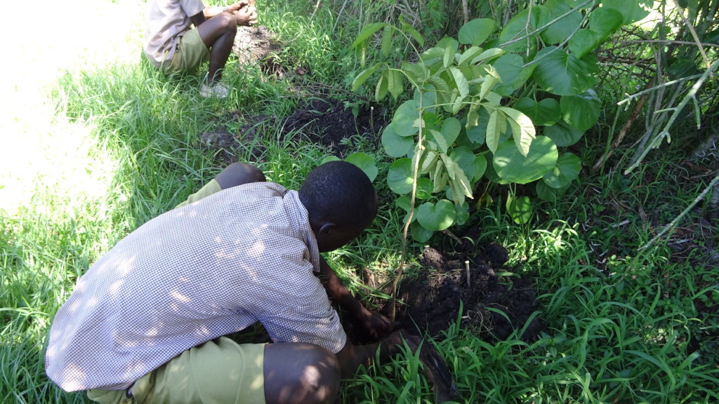 Climate Action in Education: Planting 10,000 Trees
