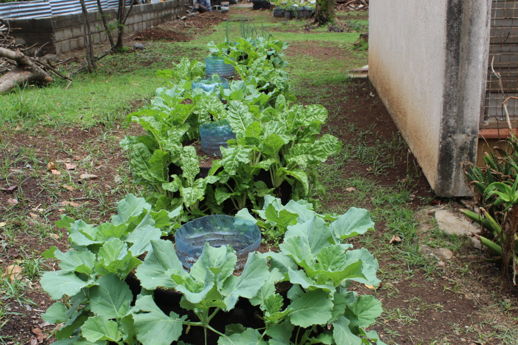 Climate Action in Education: Planting 10,000 Trees