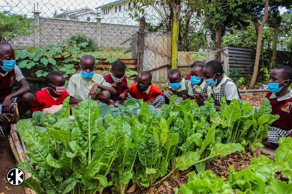 Climate Action in Education: Planting 10,000 Trees