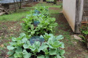 Vertical Gardening Bag: Sukuma and Spinach