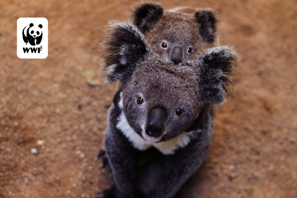 Donate To World Wildlife Fund Inc
