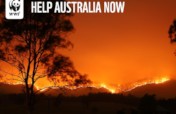 Support WWF's Response to Australia's Wildfires