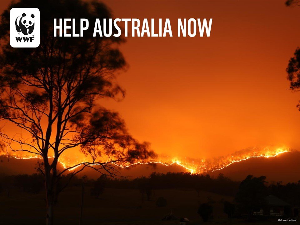 Support WWF's Response to Australia's Wildfires
