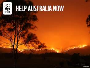 Support WWF's Response to Australia's Wildfires