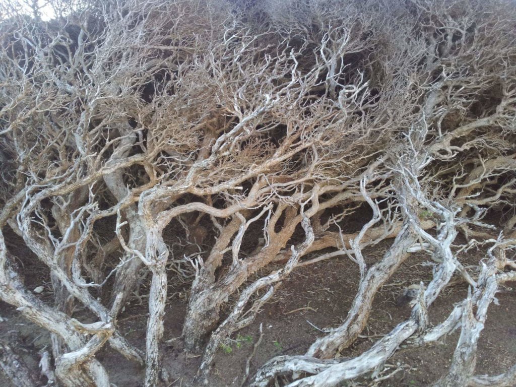 Kangaroo Island Wildlife Recovery