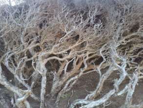 Dry windswept coastal shrubland is a key habitat