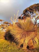 Beautiful & unique heathland on Kangaroo Island