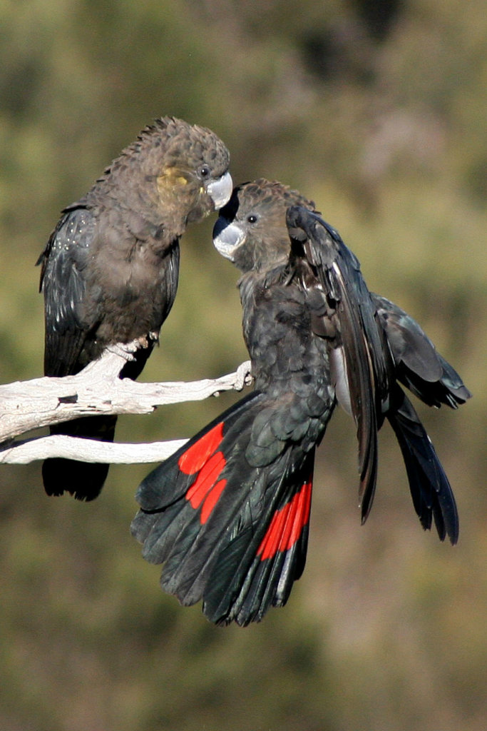 Kangaroo Island Wildlife Recovery