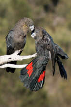 Kangaroo Island Wildlife Recovery