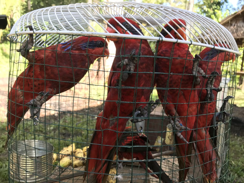 Reduce parrot poaching in 10 Indonesian villages