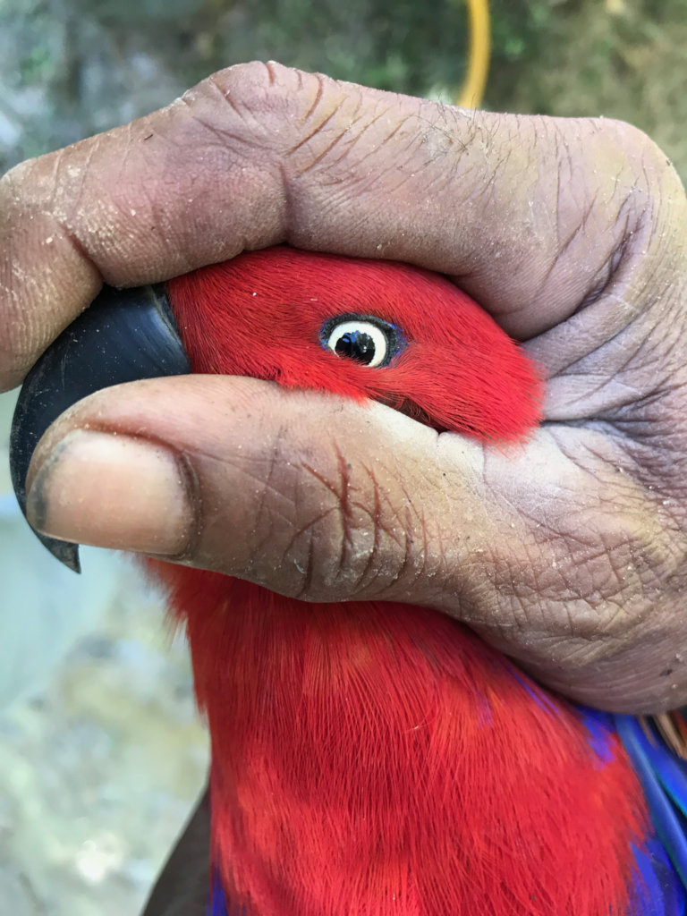 Reduce parrot poaching in 10 Indonesian villages