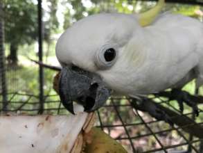 Confiscated cockatoo