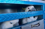 Reduce parrot poaching in 10 Indonesian villages