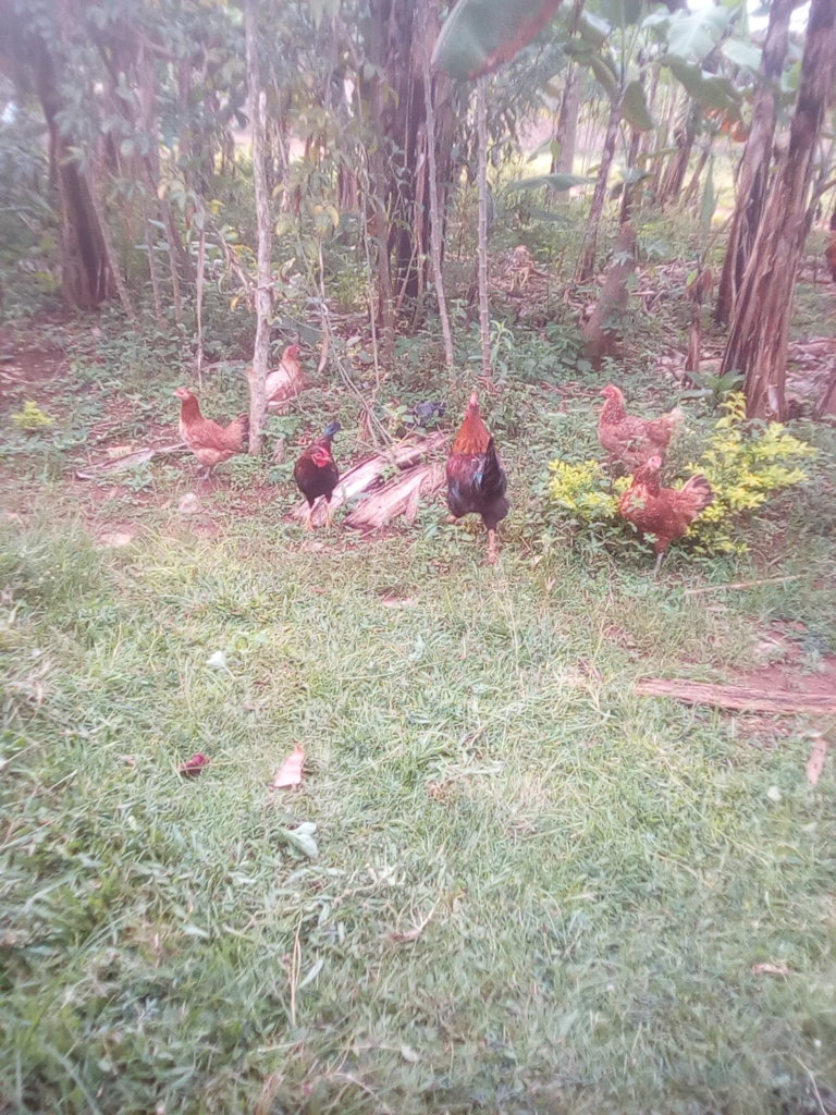 ECONOMICAL EMPOWERMENT WOMEN LIVING WITH HIV/AIDS. - GlobalGiving