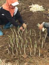 Planting time