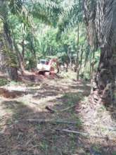 Future Home to New Fruit Trees