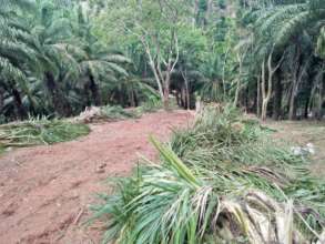Work Underway for the Future Fruit Trees