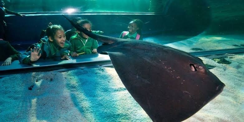 Bring the Ocean Alive for Children in South Africa