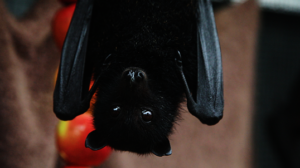 Black Flying-fox in care